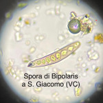 Bipolaris1