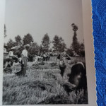 grano1