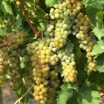 Moscato Asti