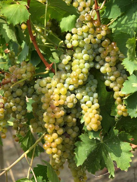 Moscato, via alla vendemmia con forte anticipo
