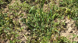 Alto Novarese, chiesta la calamità naturale