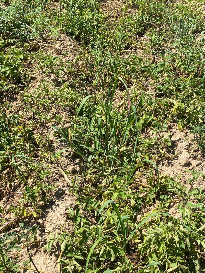 Alto Novarese, chiesta la calamità naturale