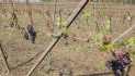 Grandinata distrugge vigneti nel Novarese