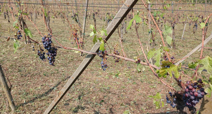 Grandinata distrugge vigneti nel Novarese