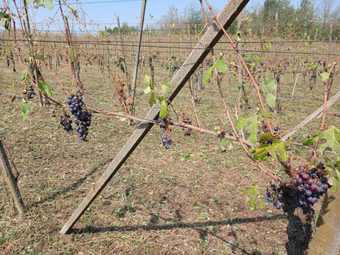 Grandinata distrugge vigneti nel Novarese