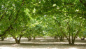 Le nocciole anticipano, ma serve una riforma del settore
