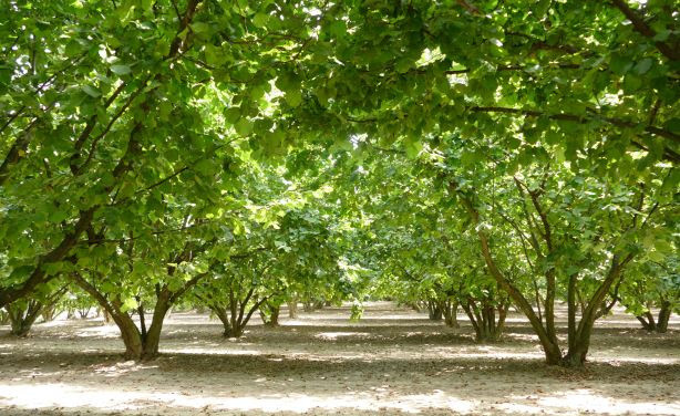 Le nocciole anticipano, ma serve una riforma del settore