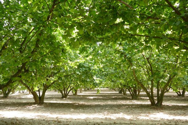 Le nocciole anticipano, ma serve una riforma del settore