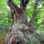 castanicoltura