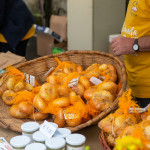 cipolla fontaneto