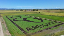 Il Risegno che celebra l’Arborio