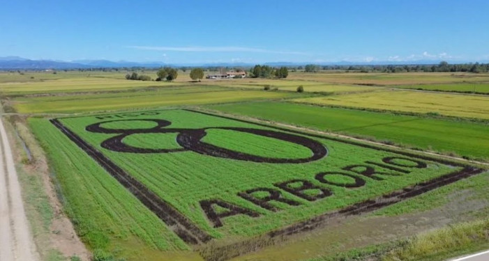 Il Risegno che celebra l’Arborio