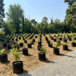 vigna terapeutica1