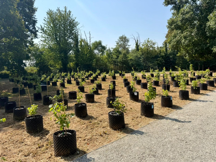 “Rivìtere”, la vigna terapeutica nell’ospedale per malati in cura