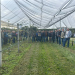 Actinidia Agrion1