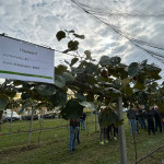 Actinidia Agrion2