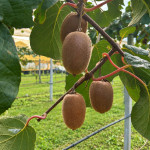 actinidia agrion3